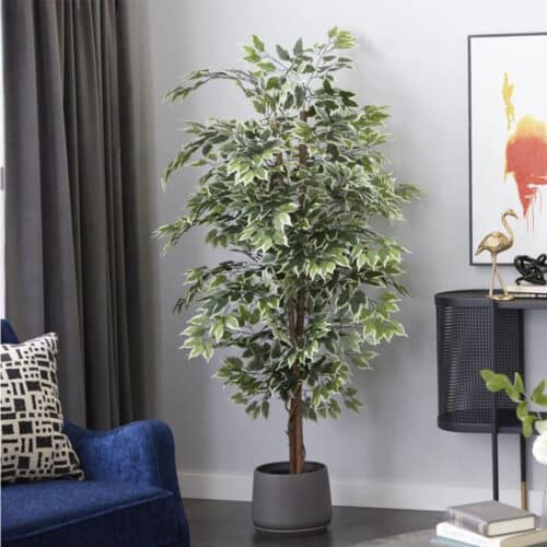 FLORALS, PLANTS & TREES